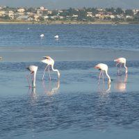 quartusantelena2 Seminario in Sardegna